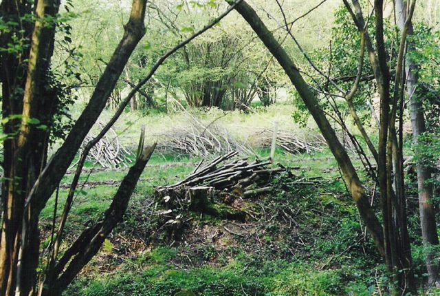 Barnett�s Wood